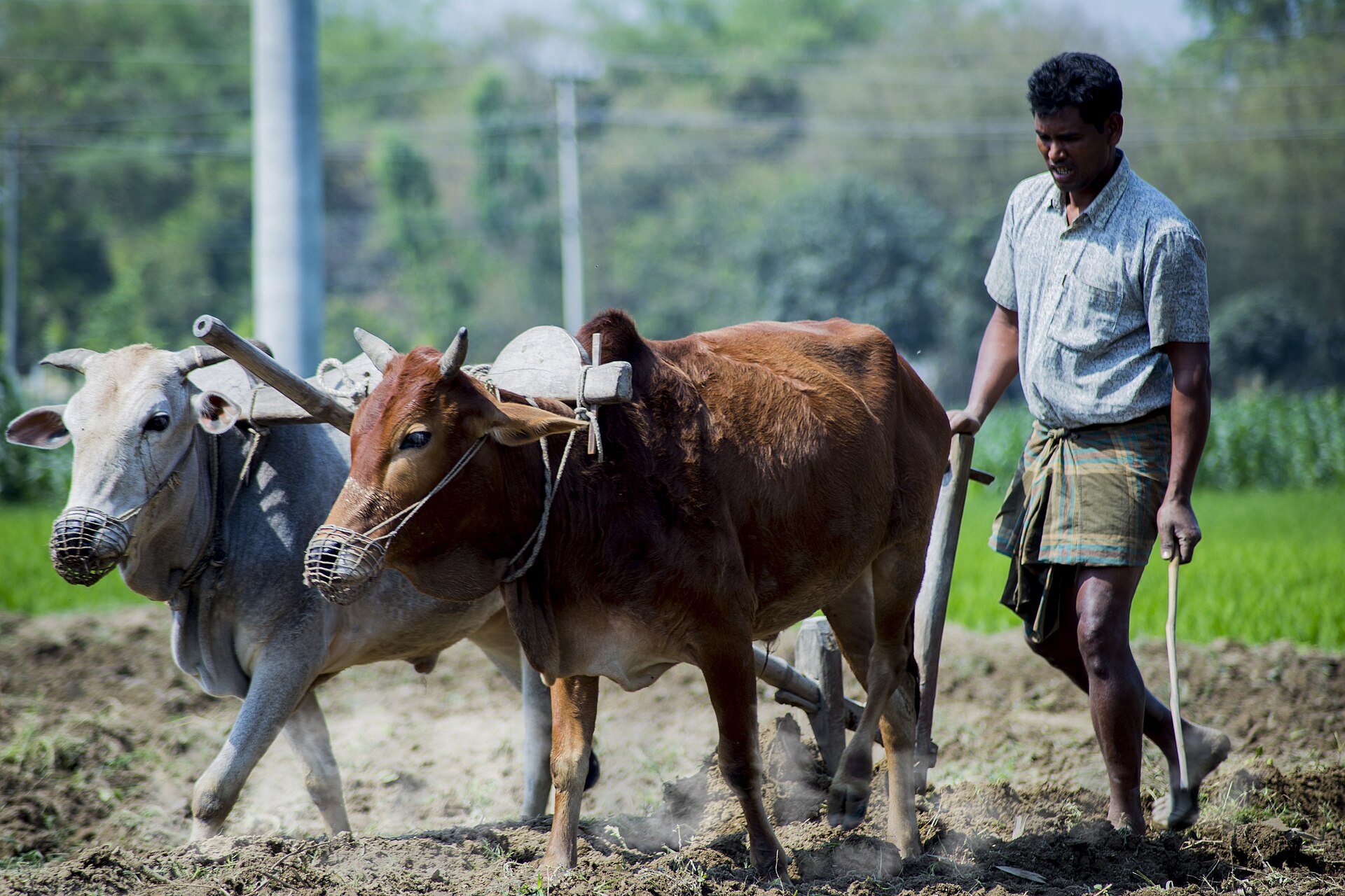 Land Ploughing with Cows in Rural Bangladesh.jpg