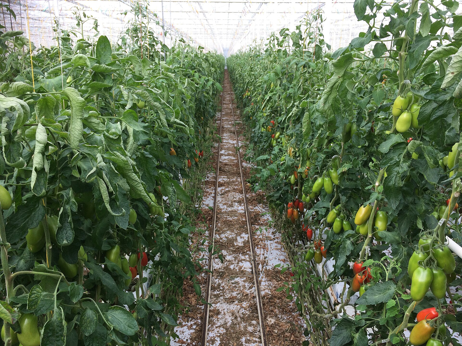 Tomato cultivation in France (2).jpg