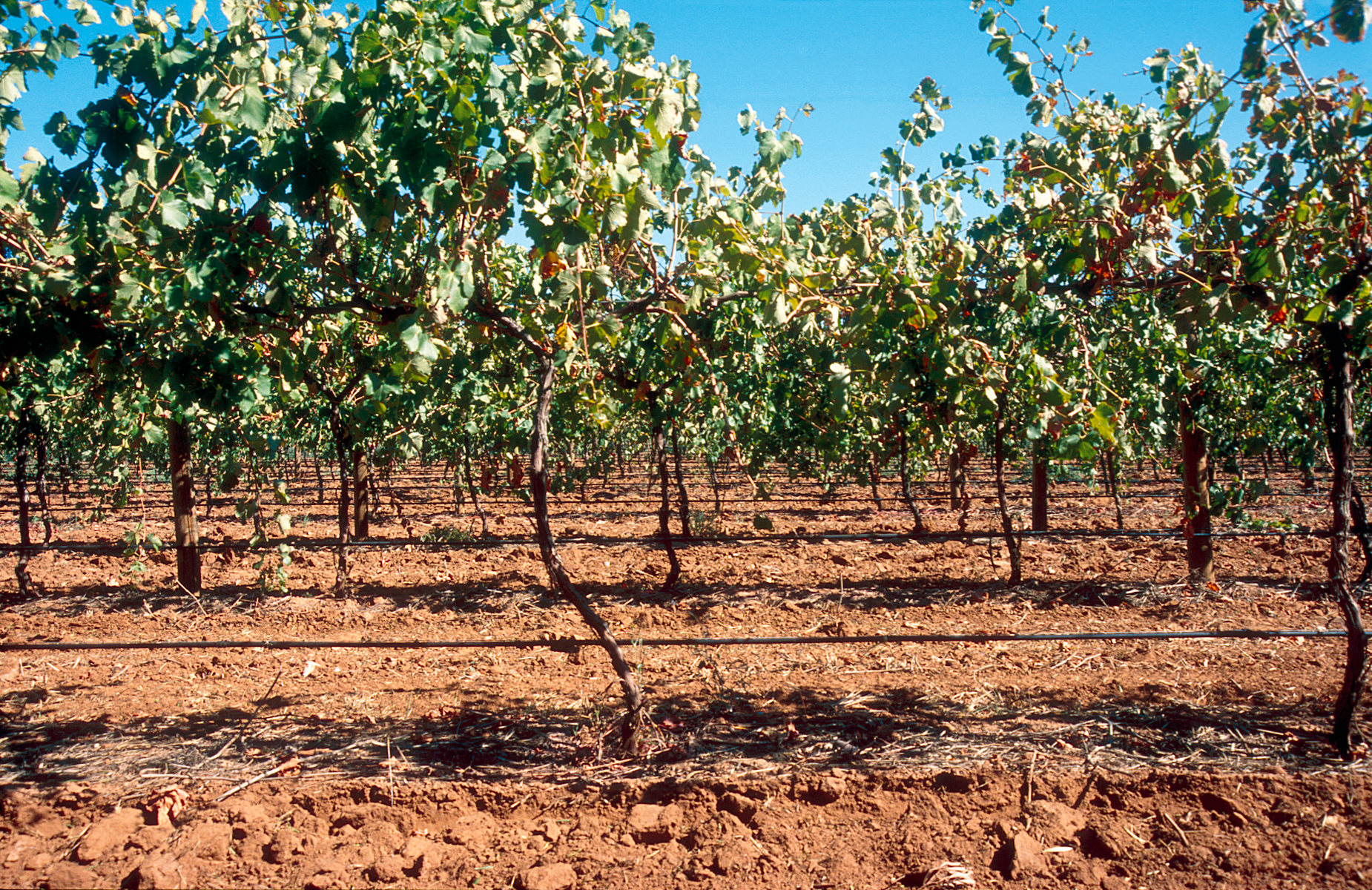 CSIRO ScienceImage 4206 Drip irrigation vineyard near Angle Vale SA 2003.jpg