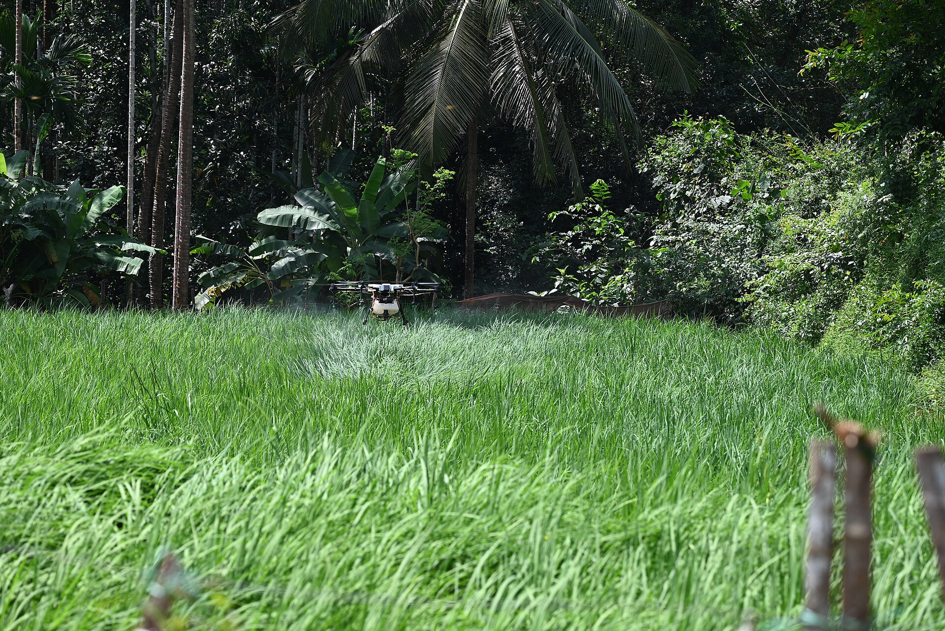 Agricultural drone spraying on paddy field.jpg