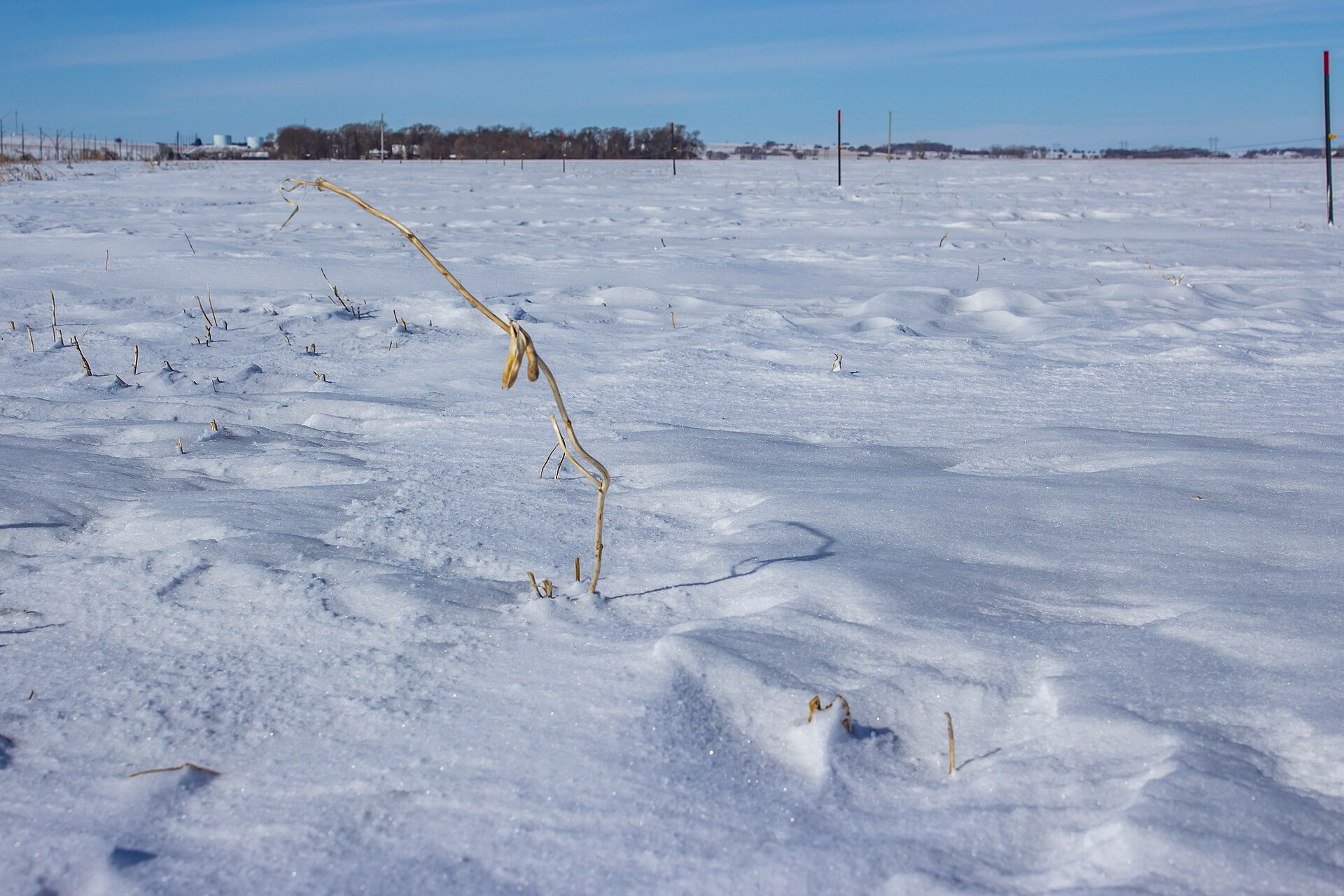 2018 Vermillion Corn and Cover Crop - No Till - 32537592567.jpg