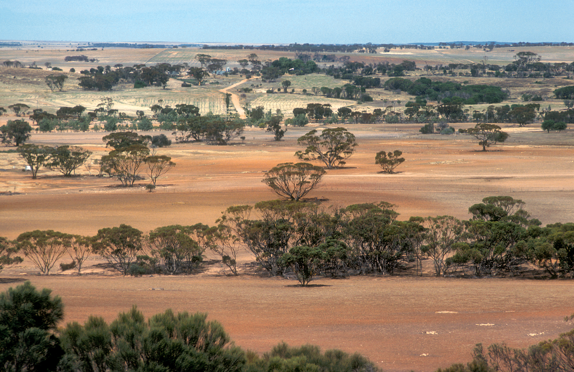CSIRO ScienceImage 4462 Landscape view of farmland near Bruce Rock in the Western Australian wheat belt 1981.jpg